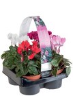 Barquette de 4 Cyclamen en promo chez Lidl Barquette de 4 Cyclamen dans le catalogue Lidl