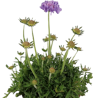 Tauben-Skabiose „Butterfly Blue“  im aktuellen Hornbach Prospekt für 6,89 €