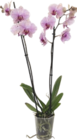 ORCHIDÉE PHALAENOPSIS 2 TIGES - GARDENLINE en promo chez Aldi ORCHIDÉE PHALAENOPSIS 2 TIGES - GARDENLINE dans le catalogue Aldi