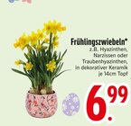 Frühlingszwiebeln Angebote bei EDEKA Passau für 6,99 €
