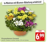 EDEKA - Chrysanthemen Carneval Angebot im Prospekt Chrysanthemen Carneval bei EDEKA im Prospekt für 6,99 €