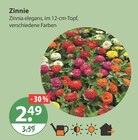 Zinnie von  im aktuellen V-Markt Prospekt für 2,49 €