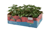 Barquette 6 plants de fraisier - GRANDIOL en promo chez Lidl Villeneuve-d'Ascq à 3,19 €