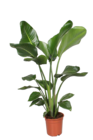 Paradiesvogelblume 'Strelitzia nicolai' im Hagebaumarkt Prospekt Paradiesvogelblume 'Strelitzia nicolai' von im aktuellen Hagebaumarkt Prospekt fĂŒr 39,99 âŹ