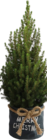 Aktuelle Weihnachtsbaum Angebote bei Hornbach in Ulm Aktuelles Picea Angebot bei Hornbach in Ulm ab 16,95 €