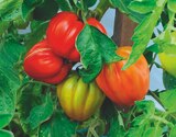 Promo Tomates greffées à 4,99 € dans le catalogue Jardiland à Cornille