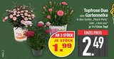 Aktuelles Topfrose Duo Angebot bei E center in Augsburg ab 1,99 €