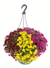 toom Baumarkt Norden - Trio-Chrysantheme-XL Ampel Angebot im Prospekt Trio-Chrysantheme-XL Ampel bei toom Baumarkt im Norden Prospekt für 9,99 €
