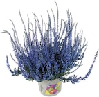 Besenheide Picasso Calluna von  im aktuellen REWE Prospekt für 2,99 €