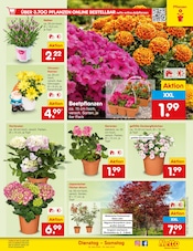 Ähnliche Stiefmütterchen Angebote im Prospekt "Aktuelle Angebote" von Netto Marken-Discount in Niederkassel Ähnliche Angebote wie Stiefmütterchen im Prospekt "Aktuelle Angebote" auf Seite 9 von Netto Marken-Discount in Niederkassel