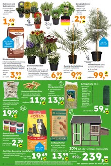 Pflanzen im aktuellen Globus-Baumarkt Prospekt (Hamm) Pflanzen im Globus-Baumarkt Prospekt "Immer eine Idee besser" mit 12 Seiten (Hamm)