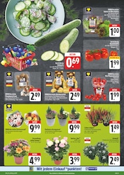 Pflanzen im EDEKA Prospekt in Bautzen Aktueller EDEKA Prospekt mit Pflanzen, "Wir lieben Lebensmittel!", Seite 3