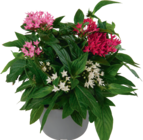 Aktuelles Fünfzahlstrauch „Pentas“ Angebot bei tegut in Nürnberg ab 4,99 €