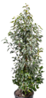 Portugiesische Lorbeerkirsche Prunus lusitanica 'Angustifolia' Angebote bei BAUHAUS Pforzheim für 34,99 €