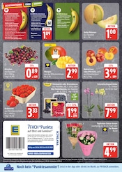 Pflanzen im EDEKA Prospekt in Buchholz Aktueller EDEKA Prospekt mit Pflanzen, "Top Angebote", Seite 4