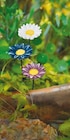 Gartenstecker Blume Angebote bei Netto mit dem Scottie Wismar für 5,00 €