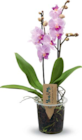 Angebot im Netto Marken-Discount Strehla Prospekt Netto Marken-Discount Strehla Prospekt mit im Angebot für 9,99 €