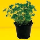 Hyper U Les Gresillons - Promo Plantes aromatiques Promo Plantes aromatiques à 6,98 € dans le catalogue Hyper U à Les Gresillons