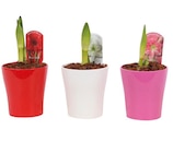 Amaryllis - Carrefour Amaryllis à 7,99 € dans le catalogue Carrefour