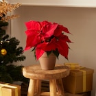 Poinsettia à Carrefour dans Rémuzat