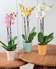 Orchidée 2 tiges - Super U à Clermont-Ferrand Orchidée 2 tiges en promo chez Super U Clermont-Ferrand à 9,99 €