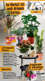 Blumentopf im Hornbach Prospekt in Gladbeck Aktueller Hornbach Prospekt mit Blumentopf, "Wir sagen Danke.", Seite 26