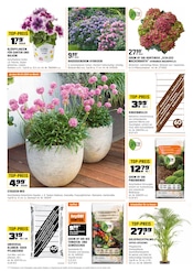 Zimmerpflanzen Angebote im Prospekt "BIBERSTARKE ANGEBOTE" von OBI auf Seite 2