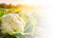 Blumenkohl im Angebot bei EDEKA in Seevetal Blumenkohl Angebote von EDEKA Regional bei EDEKA Seevetal für 1,49 €