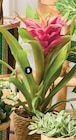 Plante fleurie en promo chez Super U Saint-Nazaire à 8,99 €