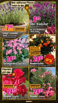 Pflanzen im Hornbach Prospekt "Den besten Preis kann nur anbieten, wer ihn wirklich hat." mit 32 Seiten (Hannover)