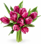 Netto Marken-Discount Detmold - Tulpen Angebot im Prospekt Tulpen bei Netto Marken-Discount im Detmold Prospekt für 2,49 €