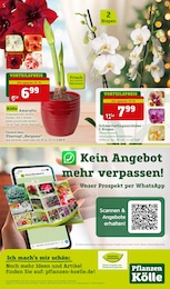 Orchidee Angebot im aktuellen Pflanzen Kölle Prospekt auf Seite 20