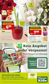 Aktueller Pflanzen Kölle Prospekt mit Orchidee, "Ich mach's mir schön!", Seite 20