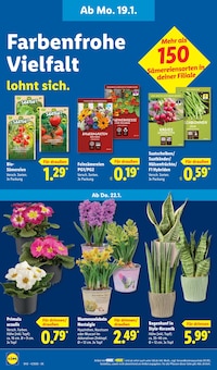 Zimmerpflanzen im Lidl Prospekt "LIDL LOHNT SICH" mit 63 Seiten (Essen)
