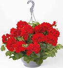 Geranien-Ampel im Pflanzen Kölle Prospekt zum Preis von 19,99 €