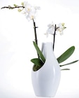 Orchidée en céramique design - Lidl à Le Mans Orchidée en céramique design en promo chez Lidl Le Mans à 12,99 €