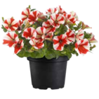 OBI Borna - Hängende Petunie Angebot im Prospekt Hängende Petunie bei OBI im Borna Prospekt für 3,49 €
