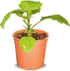 Gemüsepflanzen  im aktuellen Netto Marken-Discount Prospekt für 1,79 €