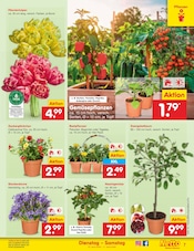 Aktueller Netto Marken-Discount Prospekt mit Blumen, "Aktuelle Angebote", Seite 9