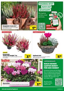 Zimmerpflanzen im aktuellen Hagebaumarkt Prospekt (Duisburg) Zimmerpflanzen im Hagebaumarkt Prospekt "SO günstig geht das!" mit 18 Seiten (Duisburg)