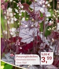 Purpurglöckchen Angebote bei Garten-Center Nordharz GmbH & Co. KG Hildesheim für 3,99 €