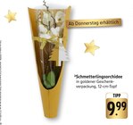 Aktuelle Pflanzen Angebote bei EDEKA in Heidelberg Aktuelles Schmetterlingsorchidee Angebot bei EDEKA in Heidelberg ab 9,99 €