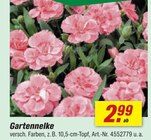 Gartennelke Angebote bei toom Baumarkt Arnsberg für 2,99 €