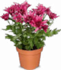 Chrysanthemen im Angebot bei Netto Marken-Discount in Lehrte Chrysanthemen Angebote bei Netto Marken-Discount Lehrte für 1,79 €
