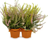 dreifarbige Besenheide Calluna im Angebot bei Netto Marken-Discount in Erlangen dreifarbige Besenheide Calluna Angebote bei Netto Marken-Discount Erlangen für 5,99 €