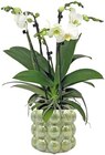 Orchidee »Big Five« Angebote bei REWE Dorsten für 19,99 €