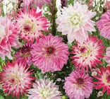 Promo Bulbes de Dahlias Gros Volumes à 5,99 € dans le catalogue Super U à Écouen