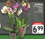EDEKA Waldfeucht - Orchideen Angebot im Prospekt Orchideen bei EDEKA im Waldfeucht Prospekt für 6,99 €