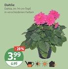 Dahlie von  im aktuellen V-Markt Prospekt für 3,99 €