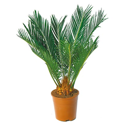 Japanischer Palmfarn 'Cycas revoluta'